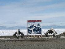 Avistamiento de ballenas en Barrow