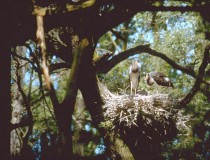 Bosque Gemenc en Hungría