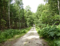 Bosque de Gribskov en Dinamarca