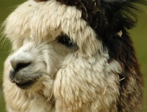 Reserva Nacional Las Vicuñas