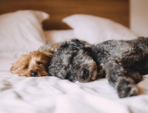 Sercotel ofrece 45 hoteles Pet Friendly en España y Andorra