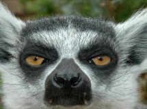 Ubuntu 13.04 será Raring Ringtail