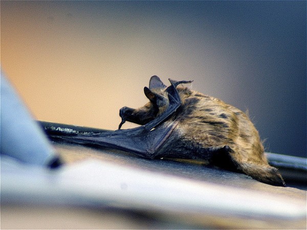 murcielagos