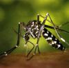 La plaga de mosquito tigre se extiende