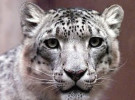 Snow Leopard, Mac OS X 10.6