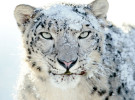 El leopardo de la caja de Snow Leopard