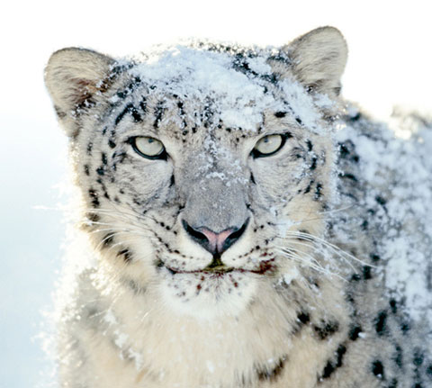 El leopardo de la caja de Snow Leopard