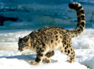 La cuarta beta de Snow Leopard 10.6.7 ha sido entregada a los desarrolladores