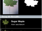 Identifica las hojas de los árboles gracias a la cámara del iPhone