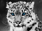 Primera beta de Snow Leopard 10.6.8 entregada a los desarrolladores