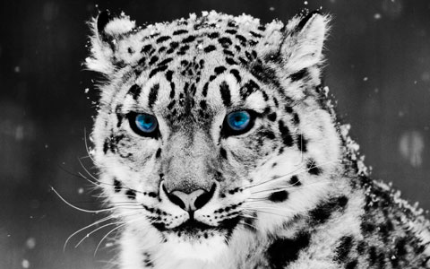 Apple ya trabaja en la primera actualización de Snow Leopard