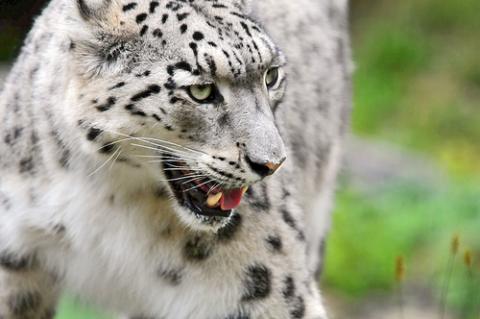 Apple envía la primera build de Snow Leopard 10.6.4