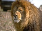El 14 de julio Lion podría estar disponible