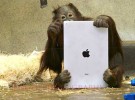 Los orangutanes del zoo de Milwaukee utilizan iPads