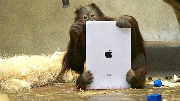 Los orangutanes del zoo de Milwaukee utilizan iPads