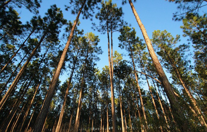 Los programas de protección forestal de Apple empiezan a dar sus frutos