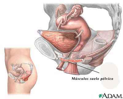 Ejercicios de Kegel para evitar la incontinencia