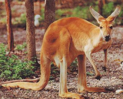 El Zoo de Madrid abre sus puertas a Australia