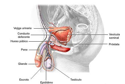 La infertilidad masculina