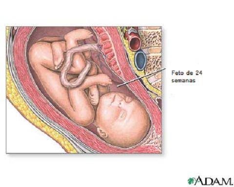 Embarazo, semana 24