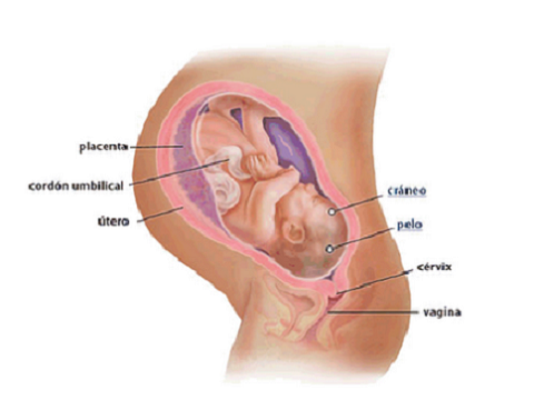 Embarazo, semana 40