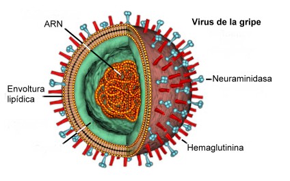 La gripe A se cobra la vida de un bebé