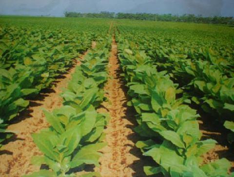 En Camboya, las embarazadas mascan tabaco para pasar las náuseas