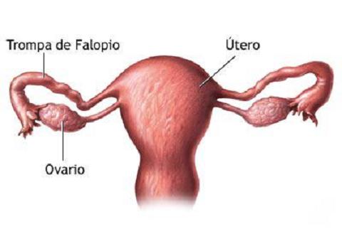 Nace el primer bebé concebido naturalmente tras un trasplante de ovario