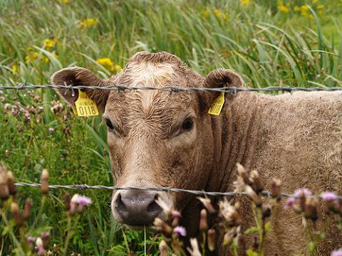 La exposición temprana a la leche de vaca puede prevenir la alergia a la proteína de la leche