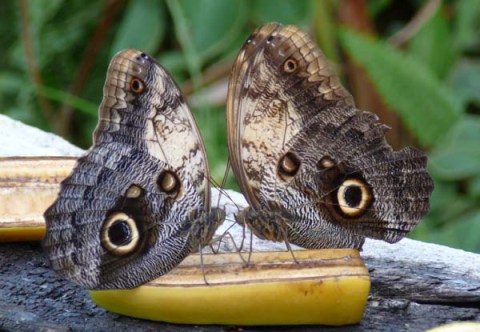 Butterflies Center en Girona o el hogar de las mariposas