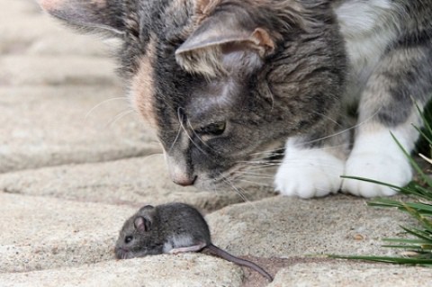 Poesía infantil: Gatos, gatos y gatos