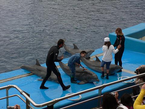 Delfinoterapia en el Oceanogràfic de Valencia