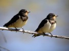 Día Mundial de las Aves: naturaleza en familia