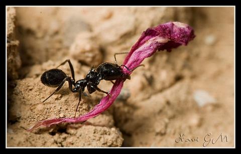 Insectos como mascotas