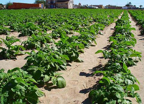 Pesticidas de uso agrícola afectan al feto