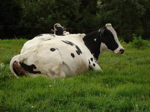 Vacas con leche materna