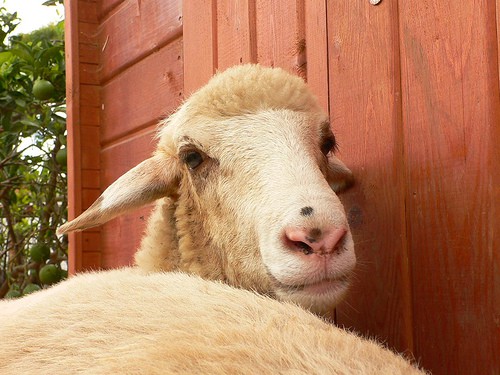 La leche de cabra no te dará alergia