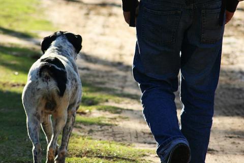 El miedo a los perros