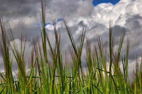 El mes de nacimiento podría influir en la intolerancia al gluten