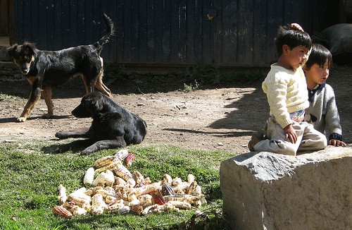 Enfermedades que transmiten las mascotas: dermatofitosis