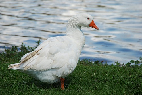 Patos como mascotas