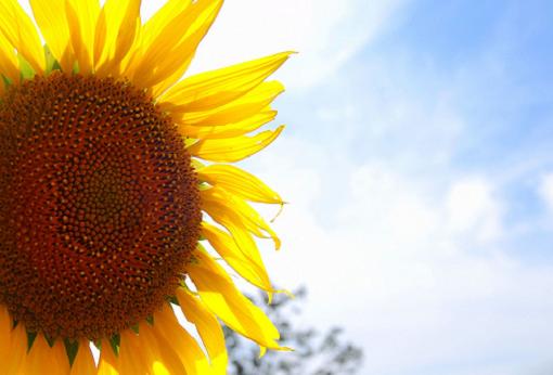 Manualidades con niños: Divertidos girasoles