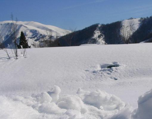 Niños aprenden a esquiar en Sierra Nevada