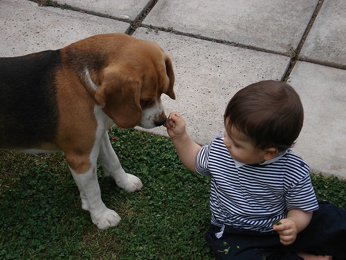 Celos entre perros y niños