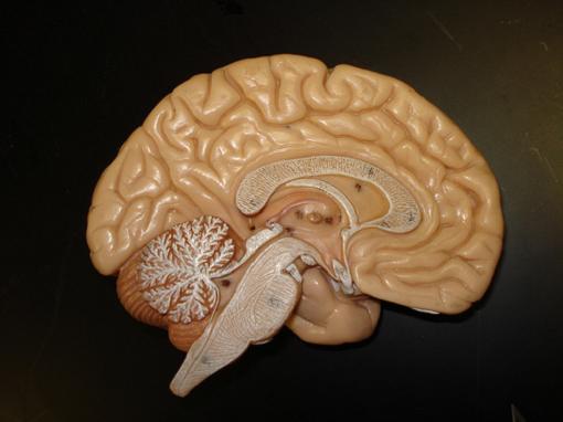 La depresión materna afecta al cerebro del hijo