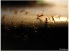 Hormigas como Mascotas
