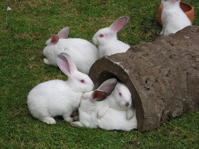 Conejos como mascotas