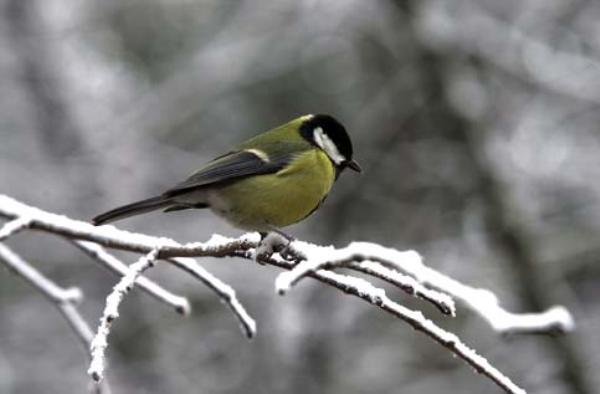 Poesía infantil: Canción de invierno