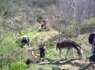 Ocio en familia: Paseo con burros por la Sierra de Madrid