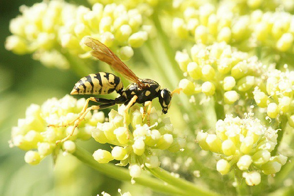 Los niños tienen más riesgo de sufrir reacciones alérgicas por picaduras de insectos